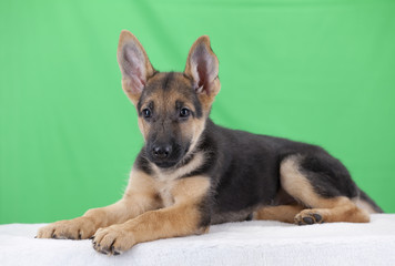 Perro cachorro Pastor Alemán en fondo verde