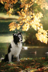 Naklejka premium Dog breed Border Collie walking in autumn park