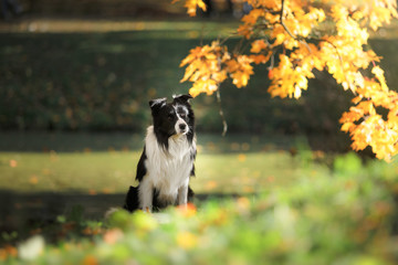 Obraz na płótnie Canvas Dog breed Border Collie walking in autumn park