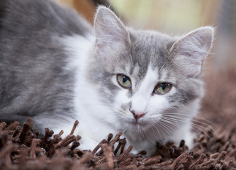 Gato domestico sobre tapete 