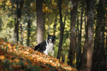 Dog breed Border Collie walking in autumn park © Anna Averianova