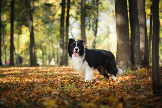 Dog breed Border Collie walking in autumn park