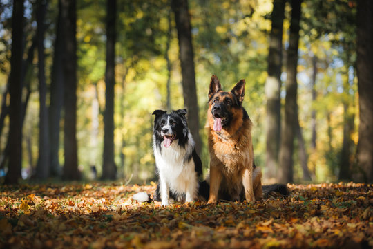 Dog breed Border Collie walking in autumn park