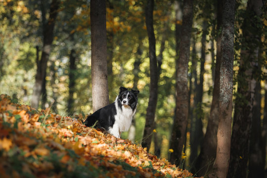 Dog breed Border Collie walking in autumn park