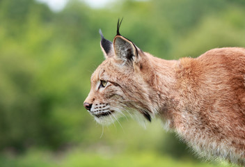 Naklejka premium lynx roux