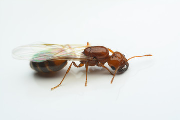 Macro close-up ant with wings