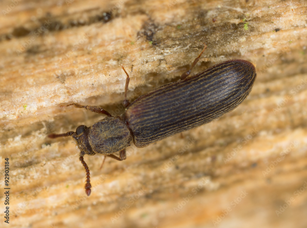 Canvas Prints European lyctus beetle, Lyctus linearis on oak wood 