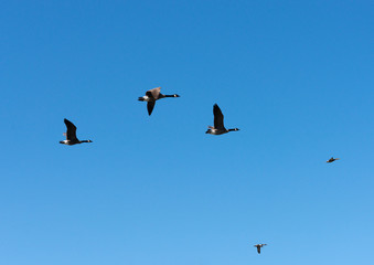 Geese With Duck Leading Flight