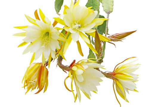 Fototapeta Epiphyllum Bundle