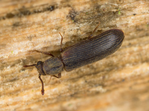 European lyctus beetle, Lyctus linearis on oak wood 