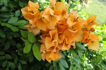 Bougainvillea flower orange