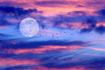 Moon Clouds Skies Birds Silhouette