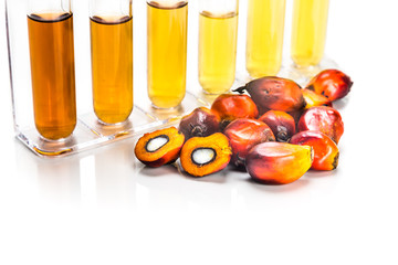 Oil palm biofuel biodiesel with test tubes on white background.