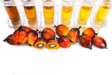 Oil palm biofuel biodiesel with test tubes on white background.