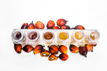 Oil palm biofuel biodiesel with test tubes on white background.