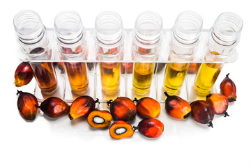 Oil palm biofuel biodiesel with test tubes on white background. - obrazy, fototapety, plakaty