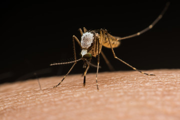 Mosquito on a human hand sucking blood