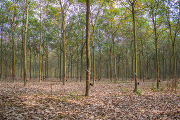 Obraz premium The rubber tree plantation 