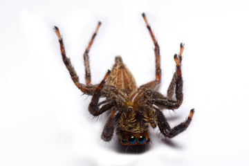 Close-up of a Jumping Spider.