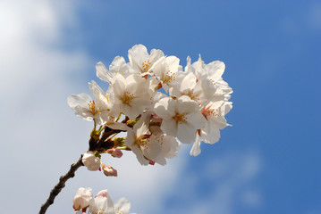 桜