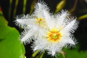 A kind of water lilly in the brighten