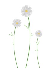 Three White Cosmos Flowers on White Background