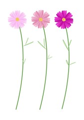 Three Pink Cosmos Flowers on White Background