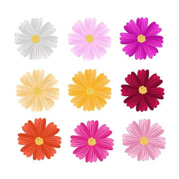 9 Assorted Cosmos Flowers on White Background