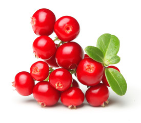Forest wild berry cowberry