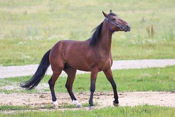 Beautiful bay stallion Thoroughbred breed