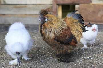 Pavlovskaya breed of chickens on farm.