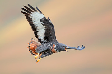 Jackal buzzard (Buteo rufofuscus) in flight with outstretched wings, South Africa. © EcoView