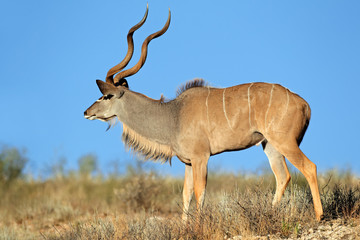 Big male kudu antelope (Tragelaphus strepsiceros) against a blue sky, Kalahari desert, South Africa.