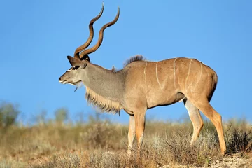 Foto op Plexiglas Big male kudu antelope (Tragelaphus strepsiceros) against a blue sky, Kalahari desert, South Africa. © EcoView