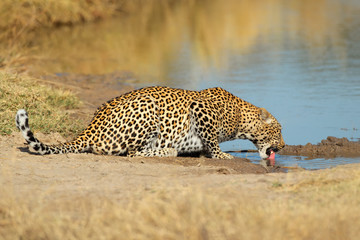 Obraz premium Leopard (Panthera pardus) drinking at waterhole, Sabie-Sand nature reserve, South Africa.