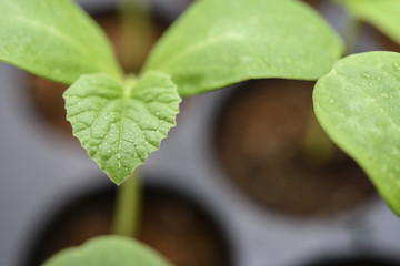Melon plantation in the bulket
