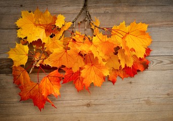 Naklejka na ściany i meble Autumn leaves background.