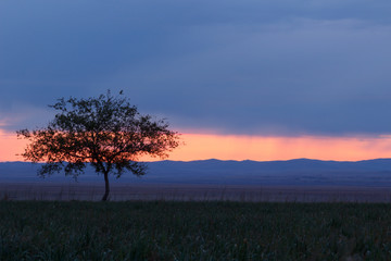 Fototapeta na wymiar Lonely tree at sunrise in a meadow