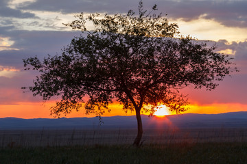 Obraz premium Lonely tree at sunrise in a meadow