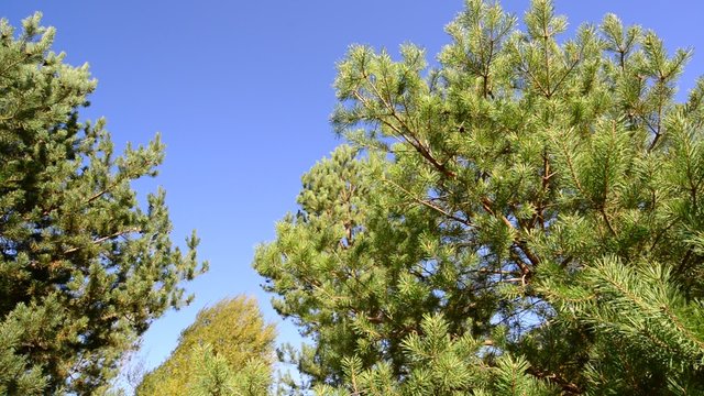  tops of pines against the blue sky