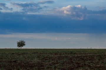 Lonely tree in the meadow on background sky