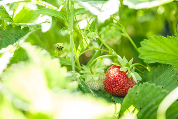 Strawberry in the fruit garden