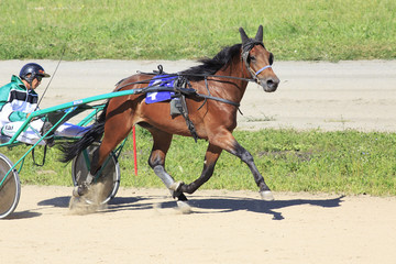 Trotting Races at the Hippodrome Sibirskoe podvorie