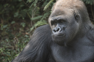 Showering lights with Silverback Gorilla