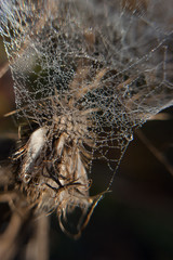 Overblown weed wrapped in cobwebs autumn morning.