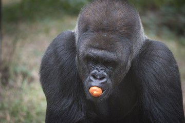 Western Lowland Silverback with Tomato in his mouth