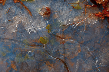 Background . Red leaves under the blue ice.