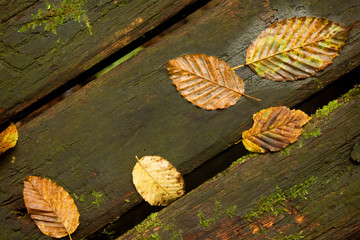 Dead leaves on bench