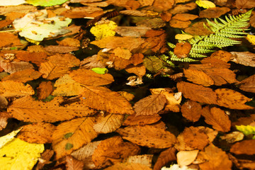 Dead leaves on pond
