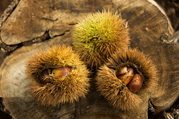 Chestnuts on tree trunk
